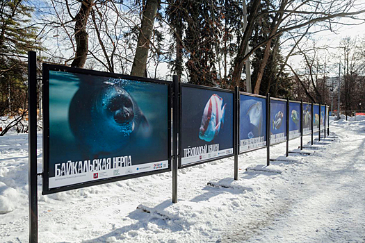 В парке «Сокольники» открылась фотовыставка «Океан в городе»
