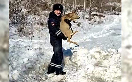 Забредшую в приморский г. Дальнегорск косулю полицейские вернули в естественную среду обитания