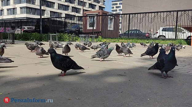 РПН: От уличных голубей можно заразиться опасными инфекциями