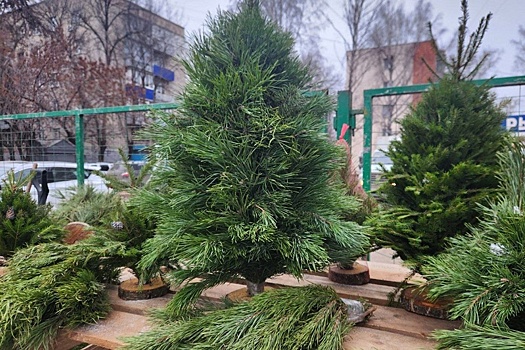 В Пензе подорожали елки