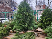 В Пензе подорожали елки