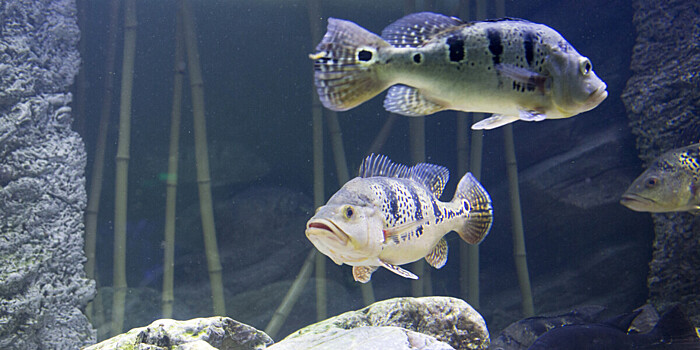 "Москвариум" отправил 200 рыб пострадавшему от стихии аквариуму-музею Севастополя