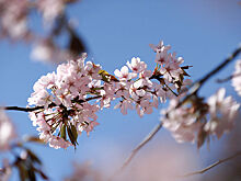 Названы четыре российских города, где можно увидеть цветение сакуры