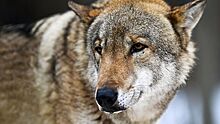 В Карелии ищут волка, бродившего по поселку и пугавшего жителей