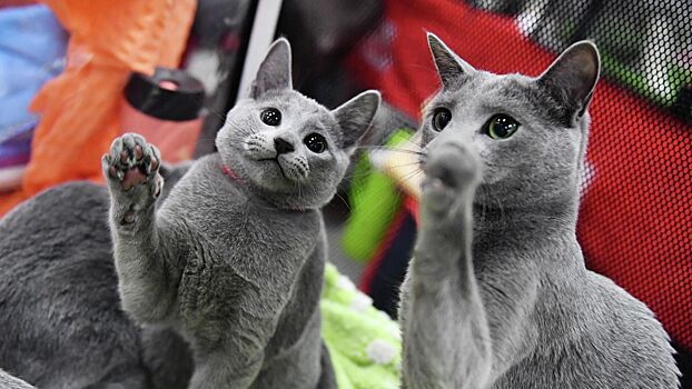 Составлен список самых активных пород кошек