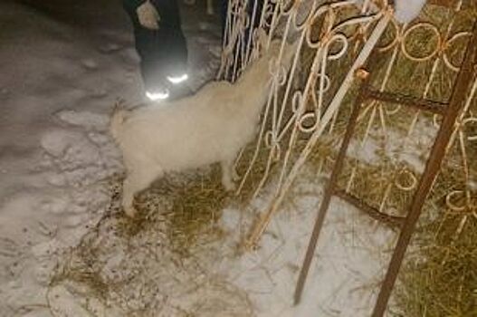 В Татарстане спасатели вытащили из забора застрявшую козу