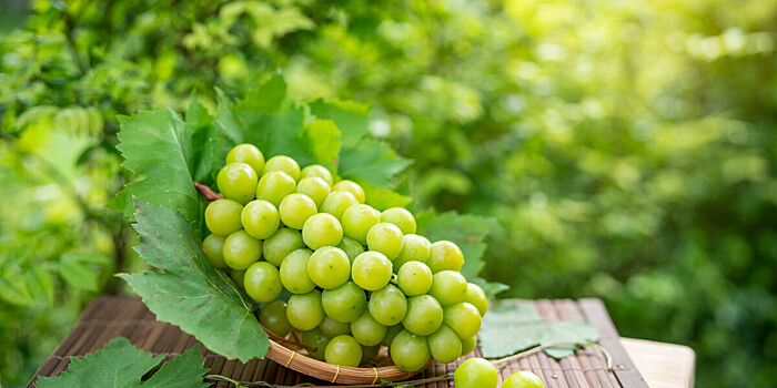 «Ягоды уже сладкие»: первый урожай винограда поспел в Ленобласти
