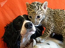 Собака взяла на воспитание котенка леопарда