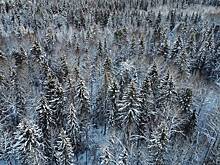 Оценена версия о намеренном уходе бесследно пропавших Усольцевых жить в тайгу