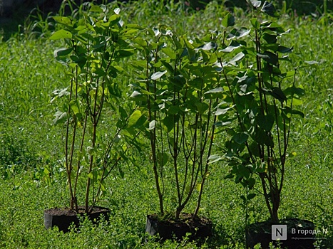 Больше 200 деревьев и кустарников посадят в Нижегородском районе в 2022 году