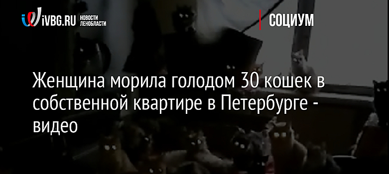 Женщина морила голодом 30 кошек в собственной квартире в Петербурге - видео