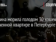 Женщина морила голодом 30 кошек в собственной квартире в Петербурге - видео