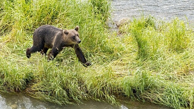 «Серега, беги!» — смертельный конфликт между медведем и рыбаком попал на видео