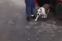 В Подмосковье мужчина натравил на женщину собаку