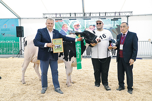 Умная ферма: сколько времени и сил требуют племенные коровы