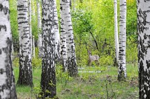 Нововоронежский школьник стал призёром международного конкурса детских фото