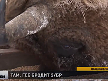 В России зубры вышли на подкормку