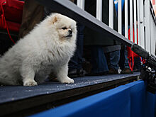 Собаку Лукашенко назвали «отвлекающим маневром» на параде Победы