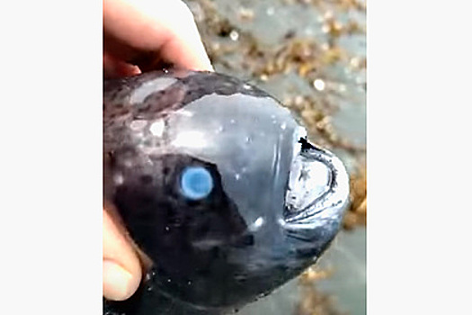 Российский рыбак нашел рыбу-лягушку с голубыми глазами