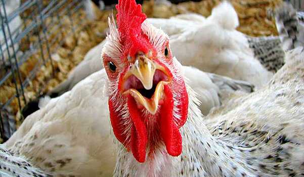 Российские птицеводы вошли в мировой топ-50 производителей мяса птицы