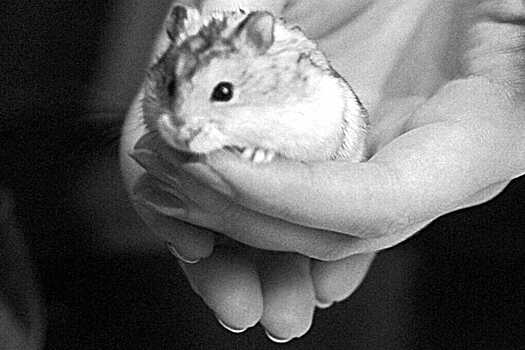 Росийский терапевт объяснила, как взрослым и детям не заразиться бешенством