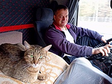 Потерявшийся в поезде кот Федос проехал всю Россию и вернулся к хозяйке