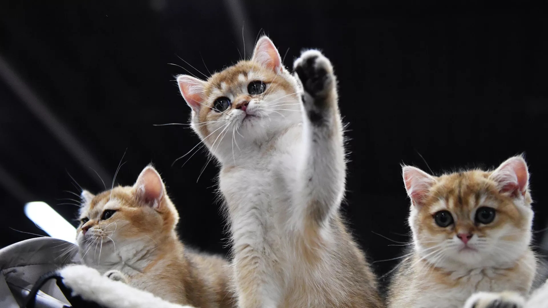 Суд в Омске заставил женщину выселить из квартиры 10 кошек