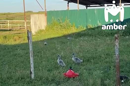 Лебедята устроили забастовку из-за пустой миски