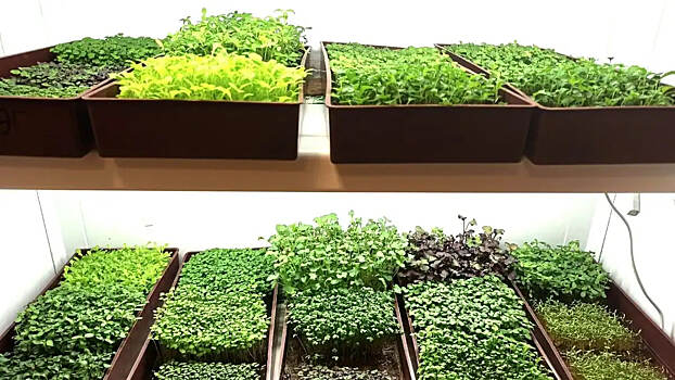 Российские ученые создали технологию обогащения микрозелени полезными веществами