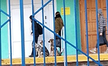 «Выйдем на митинг-акцию»: на крыльце волгоградской школы бродячие собаки терроризируют детей