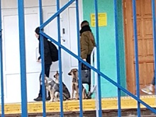 «Выйдем на митинг-акцию»: на крыльце волгоградской школы бродячие собаки терроризируют детей