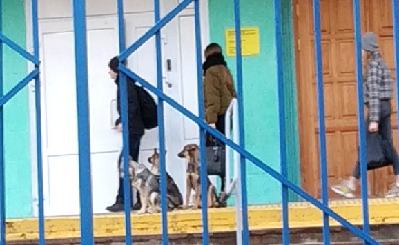 «Выйдем на митинг-акцию»: на крыльце волгоградской школы бродячие собаки терроризируют детей