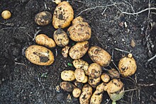 Долю отечественных семян свеклы и картофеля увеличат до 50% к 2030 году