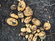 Долю отечественных семян свеклы и картофеля увеличат до 50% к 2030 году