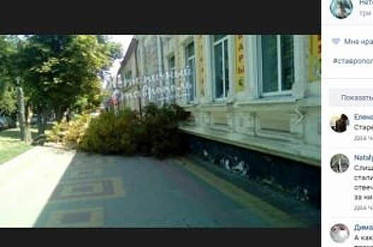На проспекте Карла Маркса в Ставрополе на тротуар рухнуло дерево
