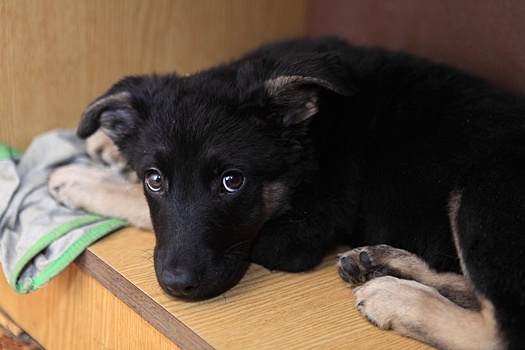В Оренбурге зоозащита выступила против закона об усыплении бездомных собак