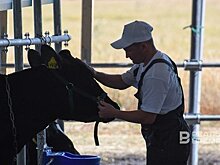 "Наши фермеры еще не созрели для настоящих кооперативов"