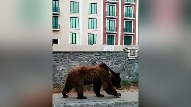 В Азербайджане медведь отказался «самоизолироваться» и пришел в город: видео