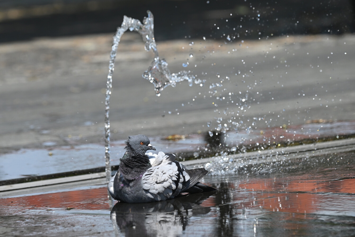 Стало известно, когда в Петербурге откроется сезон фонтанов