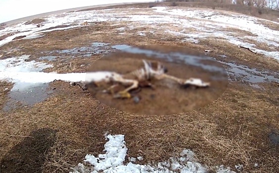 Найденные под Волгоградом мертвые лошади и коровы могут быть заражены сибирской язвой