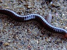 Сжечь дотла. В Кирилловке нашли способ избавиться от нашествия многоножек