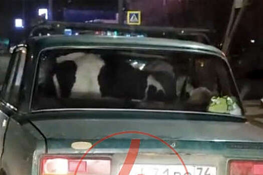 В Челябинске сняли на видео теленка и барана, ехавших в салоне Lada
