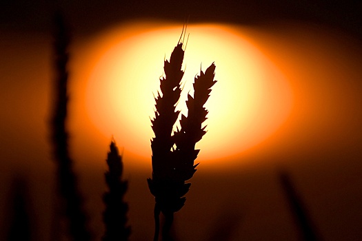 Россия приостанавливает экспорт твердой пшеницы до 31 мая 2024 года
