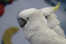 Раскрыта тайна долголетия попугаев