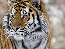 Тигр растерзал мужчину на глазах у сестры