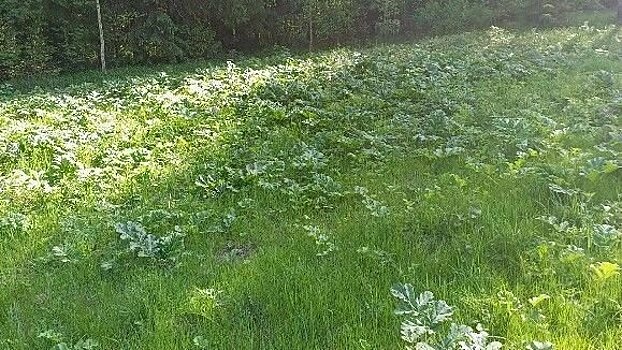 В Первомайском районе заканчивается химический этап обработки территории от борщевика