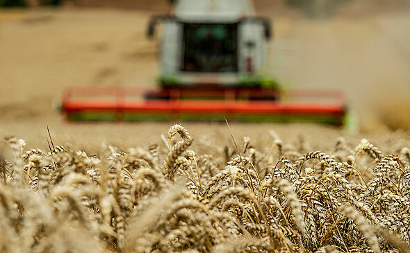 Индия ввела немедленный запрет на экспорт пшеницы