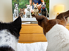 Характер собаки можно определить по ее телевизионным привычкам — исследование