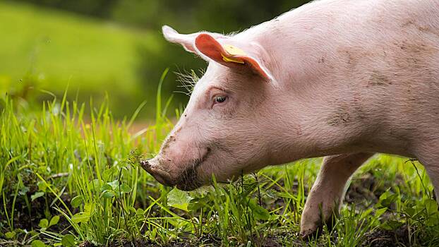 Жителя Анапы арестовали за подброшенную к мечети свиную голову