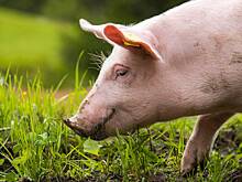 Жителя Анапы арестовали за подброшенную к мечети свиную голову